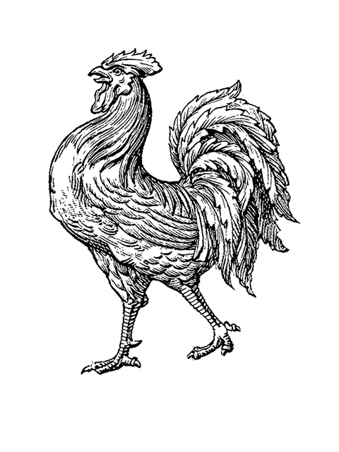Rooster 